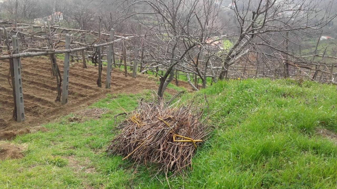 La Casa In Vigna Tramonti Exterior foto